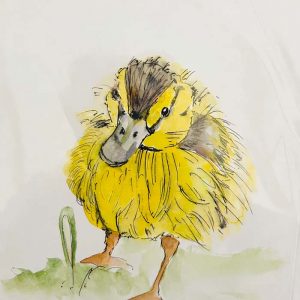 Illustrated Cards - Fluffy Chick