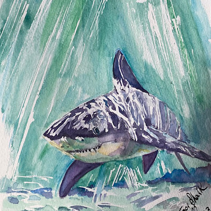 Shark With Reflection